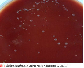 図1.血液寒天培地上のBartonella henselae のコロニー